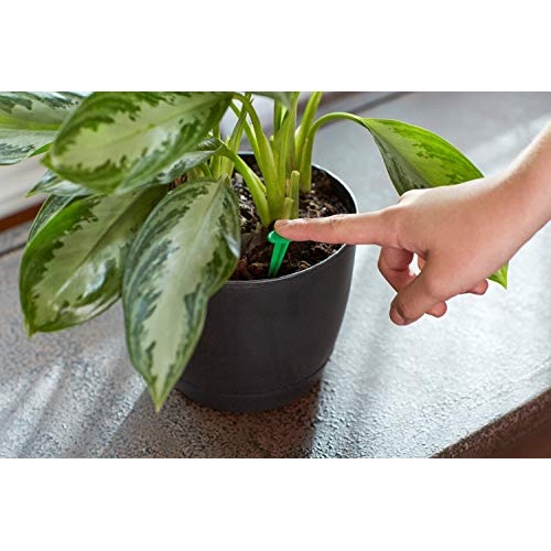 Miracle-Gro Indoor Plant Food Spikes, Includes 24 Spikes - Continuous Feeding for all Flowering and Foliage Houseplants - NPK 6-12-6 - Image 6