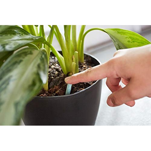 Miracle-Gro Indoor Plant Food Spikes, Includes 24 Spikes - Continuous Feeding for all Flowering and Foliage Houseplants - NPK 6-12-6 - Image 3